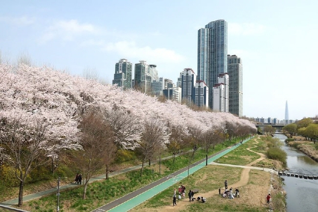 강남구가 서울 도심 속 대표 생태하천인 양재천 벚꽃길을 따라 예술작품과 경관조명을 설치해 시민들에게 색다른 즐거움을 선사한다.. (사진 강남구)